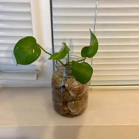 Къща за гости Ssenyange Варна